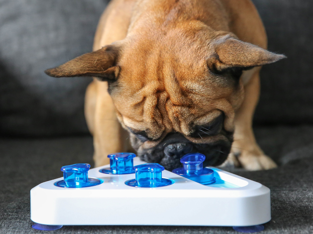 Spel chop interactief brokjes snack beloning spelletje hond